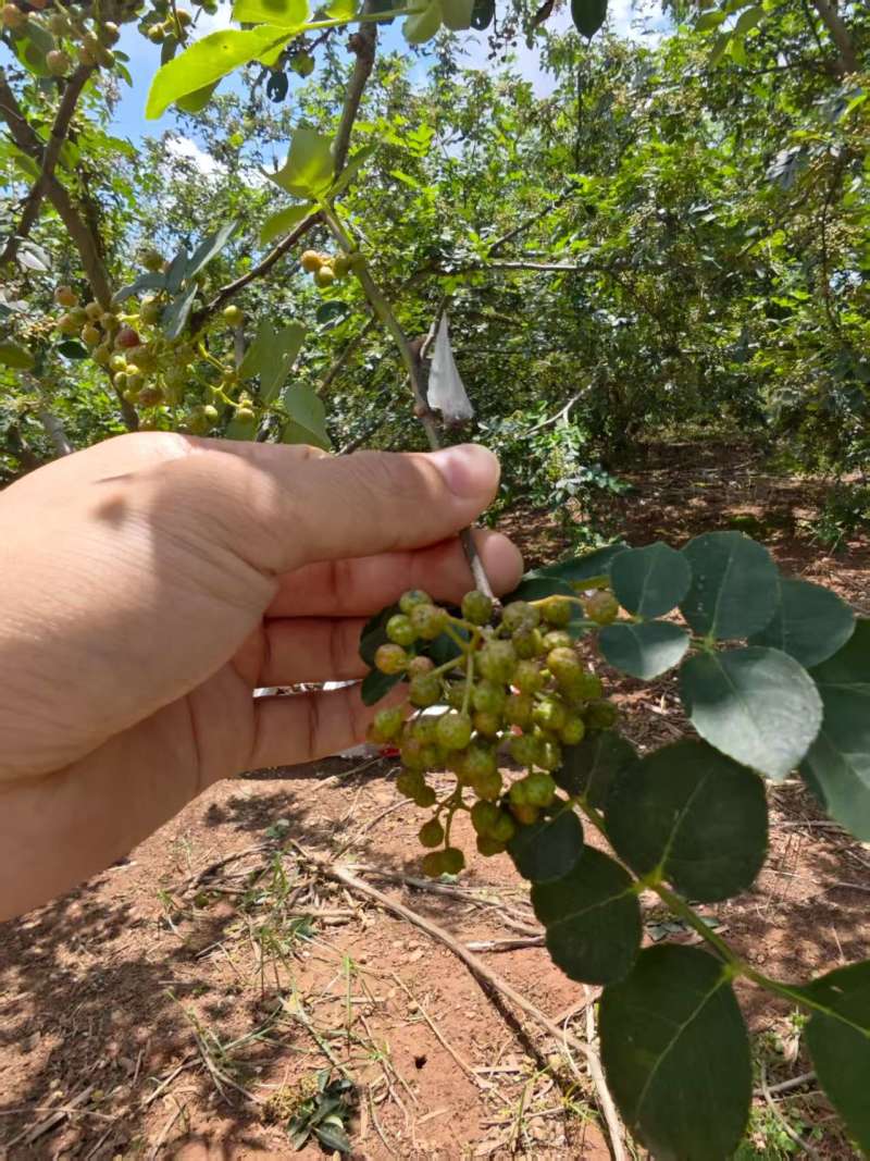 预售新鲜青花椒大量有货口感鲜品质优现摘现发可视频看货