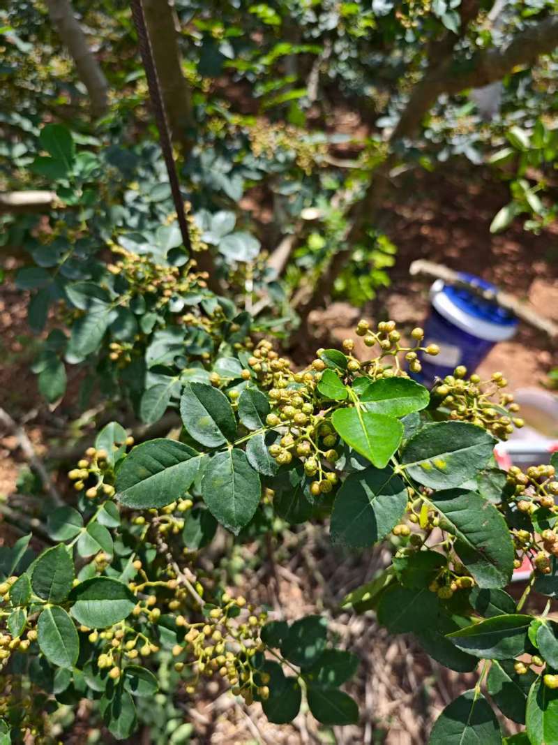 预售新鲜青花椒大量有货口感鲜品质优现摘现发可视频看货