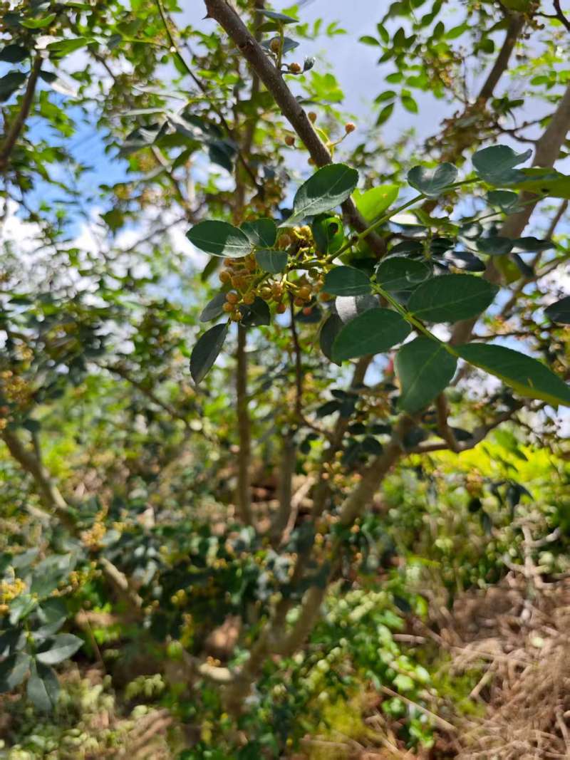 预售新鲜青花椒大量有货口感鲜品质优现摘现发可视频看货
