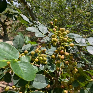 预售新鲜青花椒大量有货口感鲜品质优现摘现发可视频看货