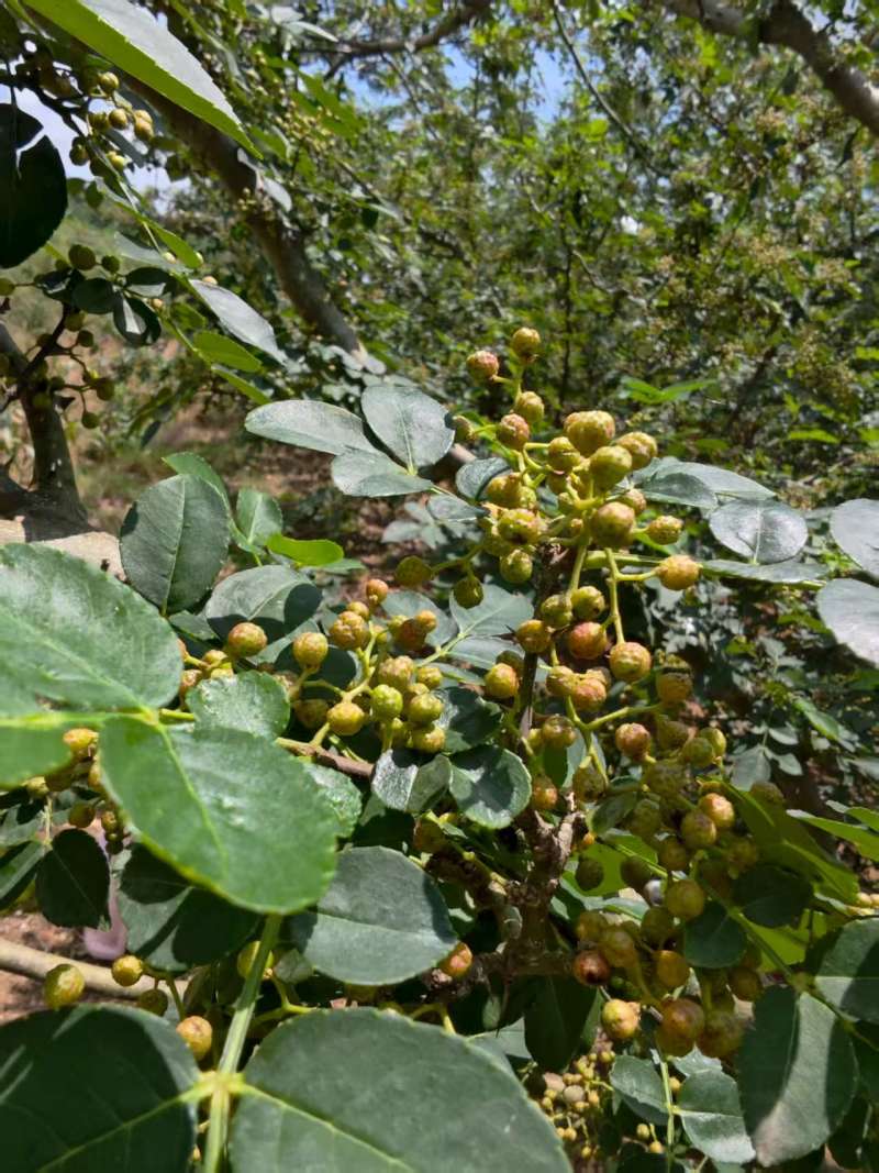 预售新鲜青花椒大量有货口感鲜品质优现摘现发可视频看货