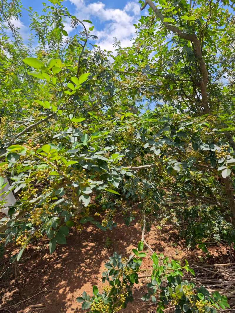 预售新鲜青花椒大量有货口感鲜品质优现摘现发可视频看货