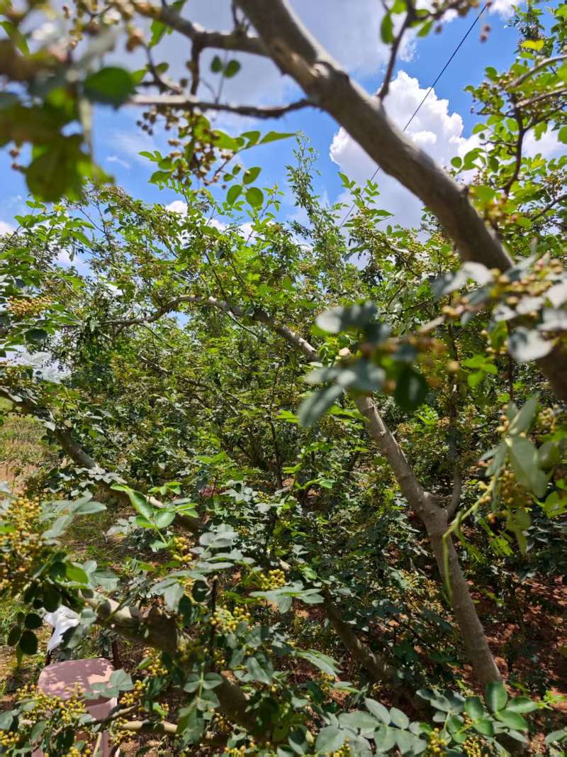 预售新鲜青花椒大量有货口感鲜品质优现摘现发可视频看货