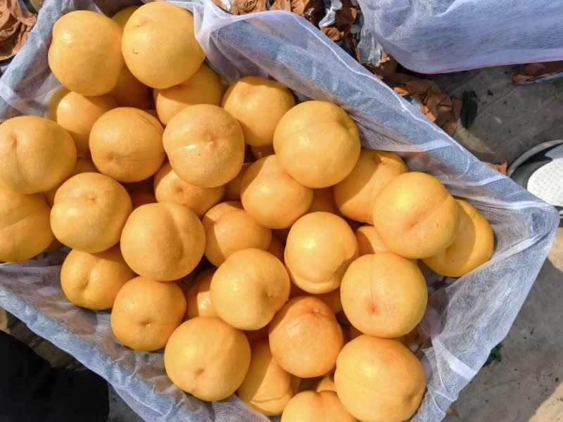 黄油桃杠一大量上市，口感甜脆，质量保证