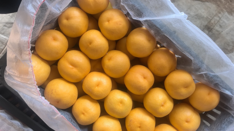 黄油桃杠一大量上市，口感甜脆，质量保证