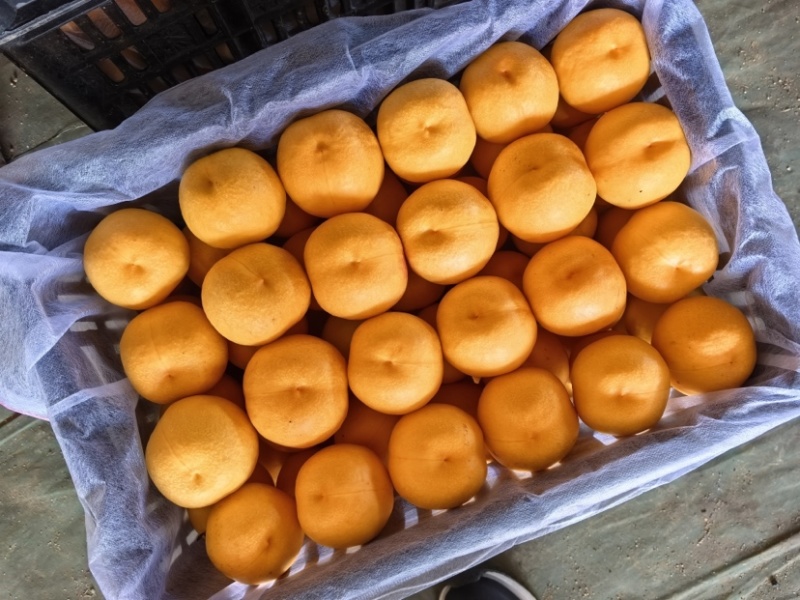 黄油桃杠一大量上市，口感甜脆，质量保证