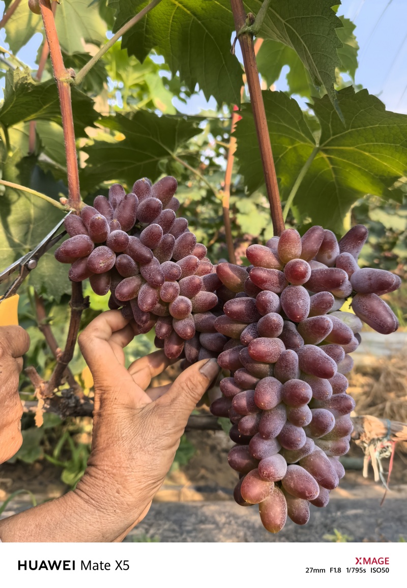 飓风葡萄价格便宜实时报价货源充足量大