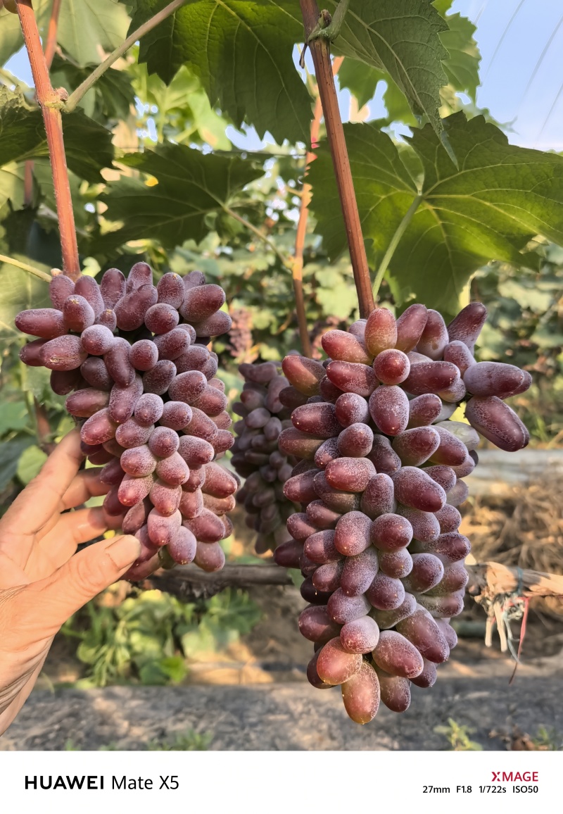 飓风葡萄价格便宜实时报价货源充足量大