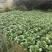 湖北黄心大白菜大量供应视频看货代发全国品质保证