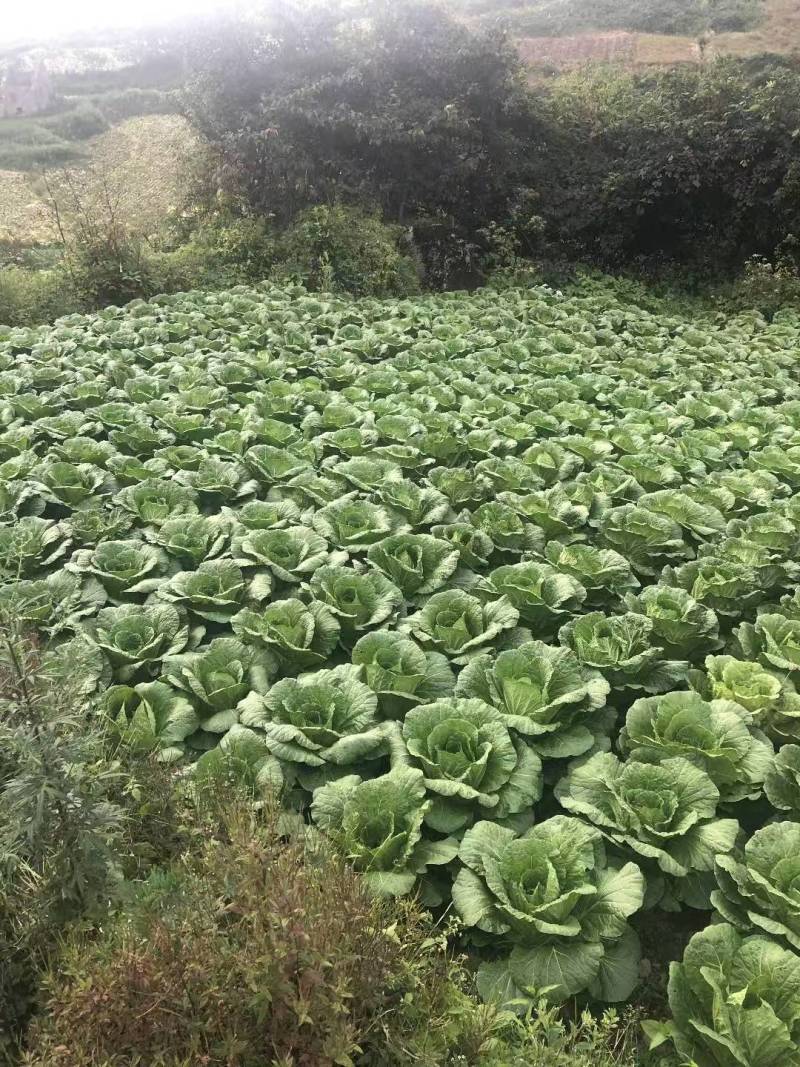 湖北黄心大白菜大量供应视频看货代发全国品质保证