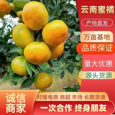 云南高山蜜桔柑桔一手货源对接电商市场团购外贸出口