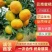 云南高山蜜桔柑桔一手货源对接电商市场团购外贸出口