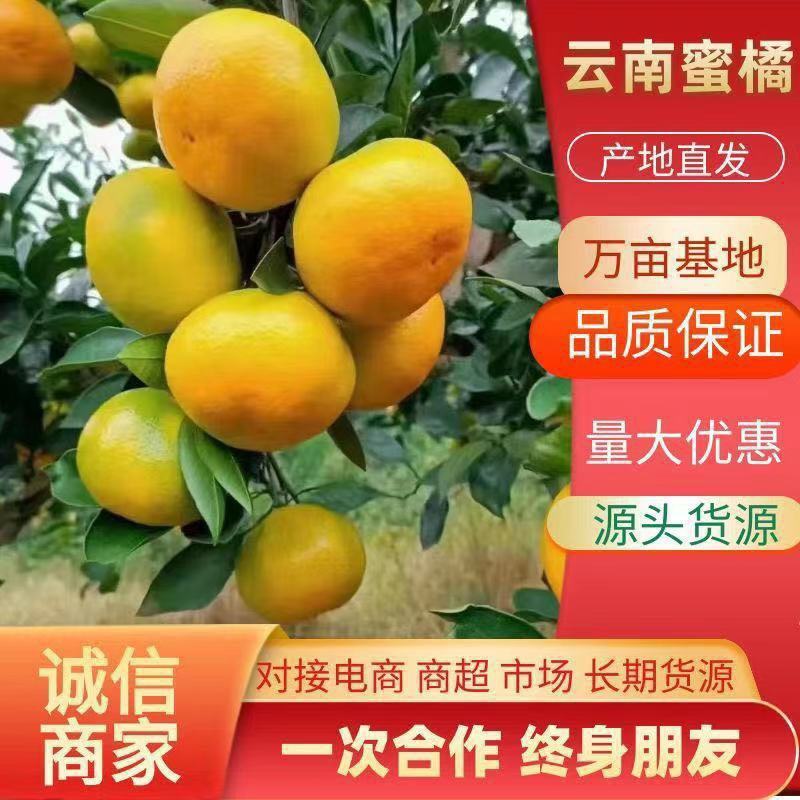 云南高山蜜桔柑桔一手货源对接电商市场团购外贸出口