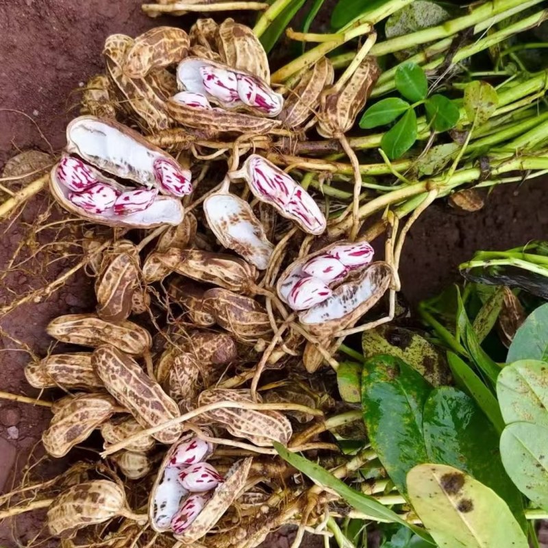 云南七彩花生量大精品花生
