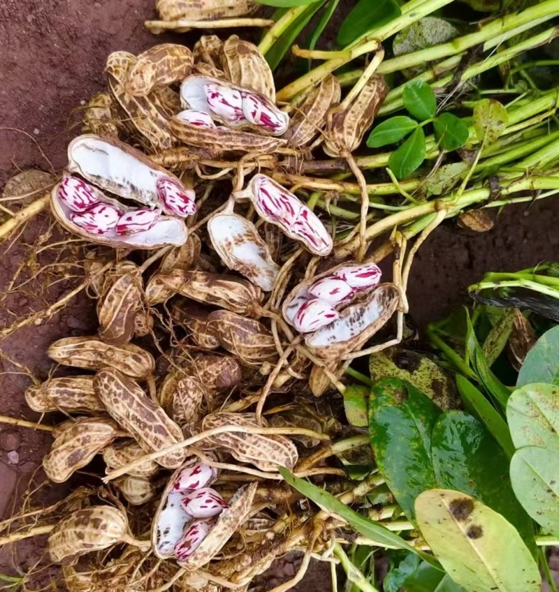云南七彩花生量大精品花生