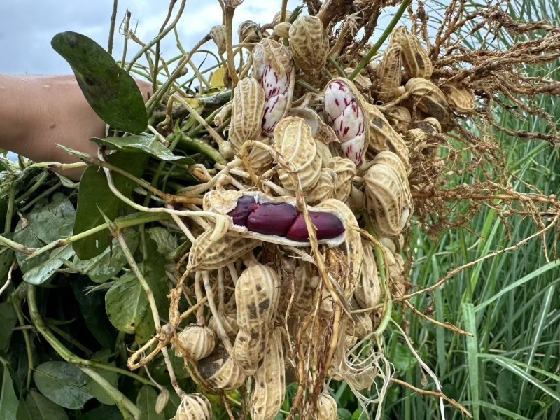 云南七彩花生量大精品花生