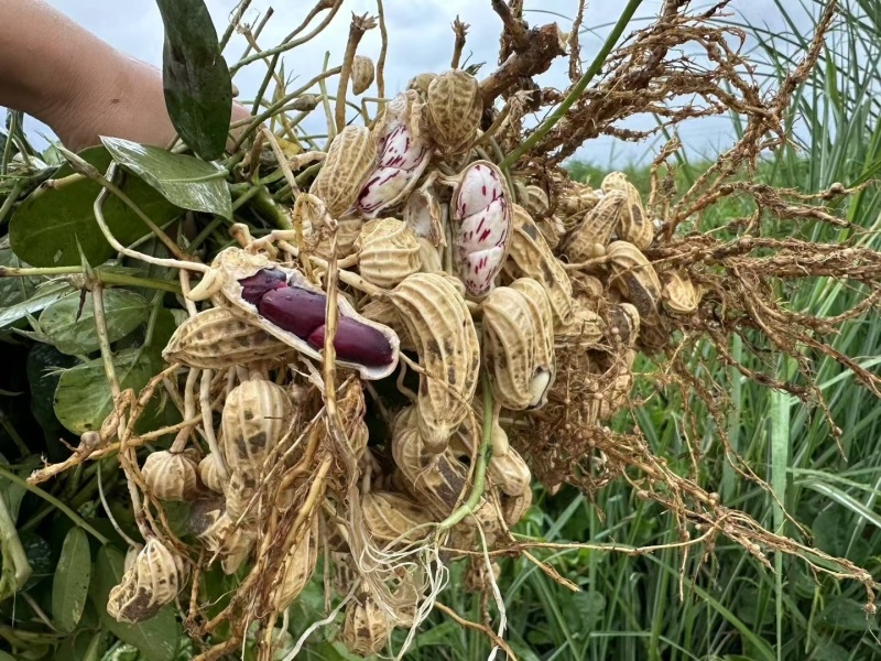 云南七彩花生量大精品花生