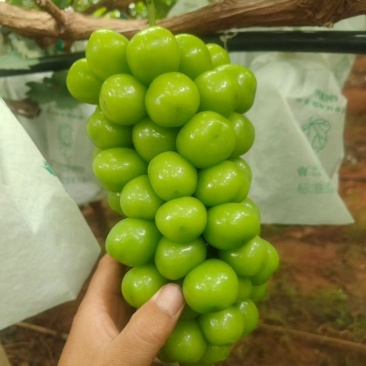 阳光玫瑰