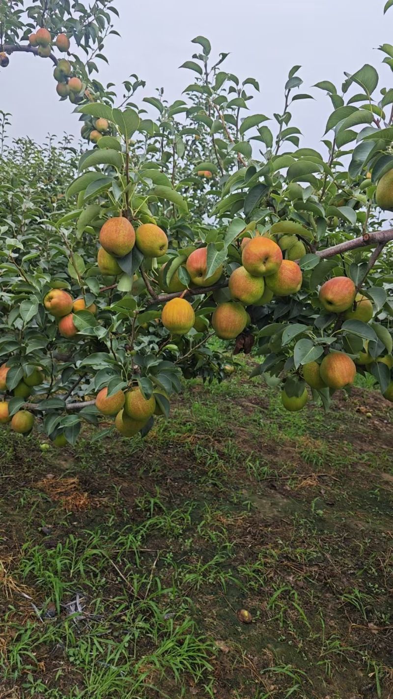 (红粟蜜梨)山西运城市临猗县红粟蜜梨，口感甜脆，产地直供