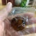 九华山黄精报新疆大枣，一手货源有机认证，授权贴牌定制。