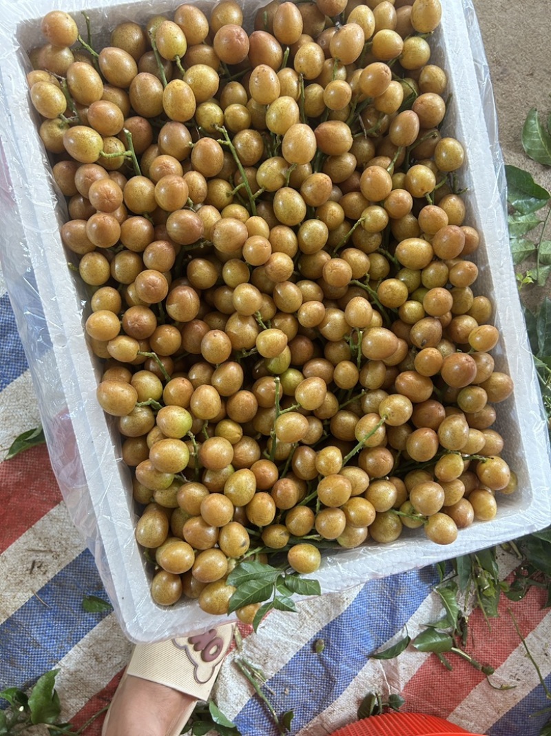 广西黄皮果大量货源，黑金刚，贵妃黄皮，果园一手货源