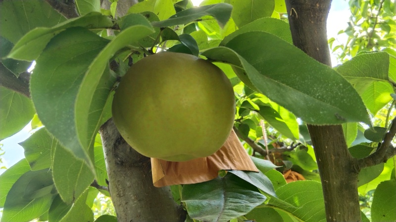 翠冠梨黄皮梨