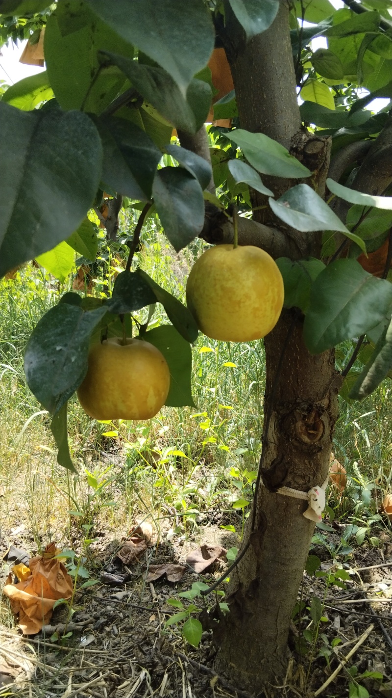 翠冠梨黄皮梨