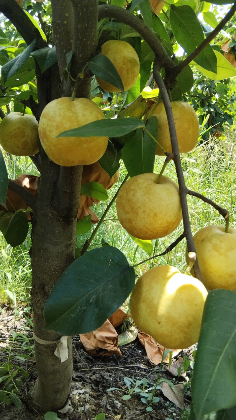翠冠梨黄皮梨