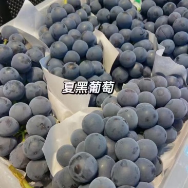 现摘新鲜夏黑葡萄大量上市，质量上乘欢迎看货
