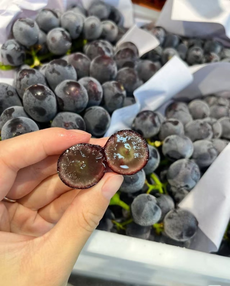 现摘新鲜夏黑葡萄大量上市，质量上乘欢迎看货