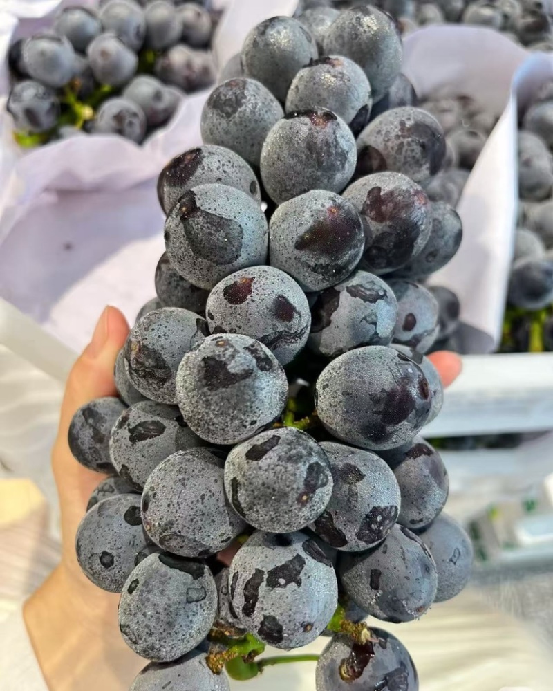 现摘新鲜夏黑葡萄大量上市，质量上乘欢迎看货