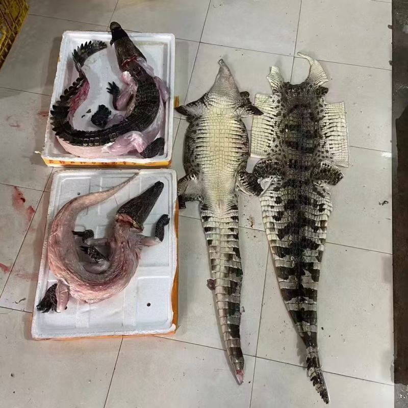鳄鱼鲜活冷冻自产自销物流包邮全国供应欢迎进店
