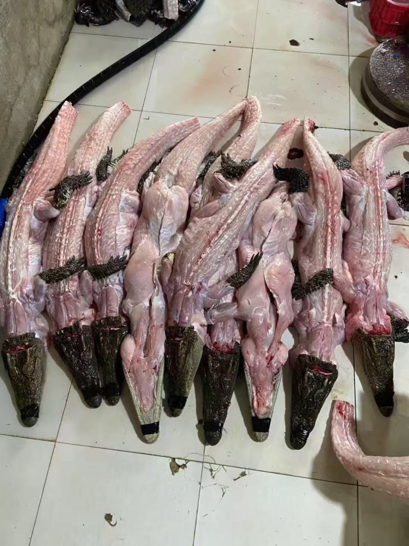 鳄鱼鲜活冷冻自产自销物流包邮全国供应欢迎进店