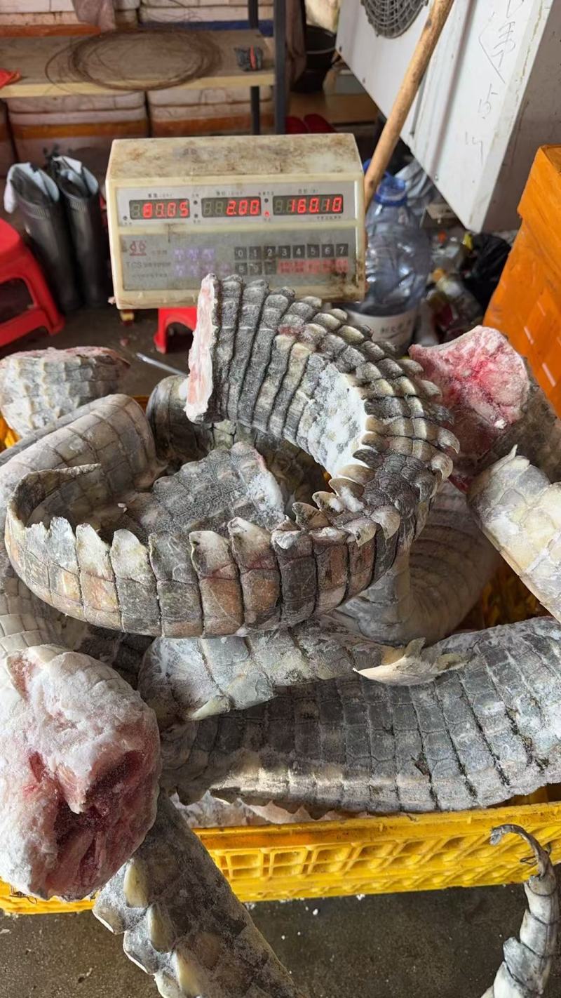 鳄鱼鲜活冷冻自产自销物流包邮全国供应欢迎进店