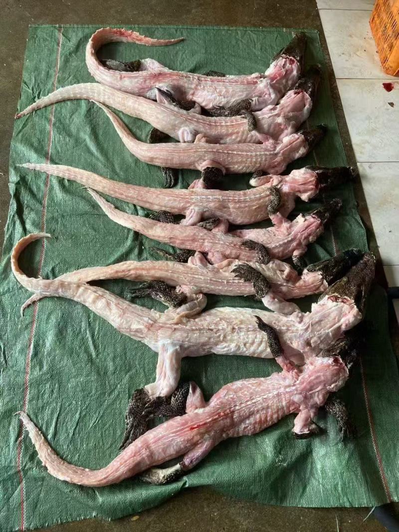 鳄鱼鲜活冷冻自产自销物流包邮全国供应欢迎进店