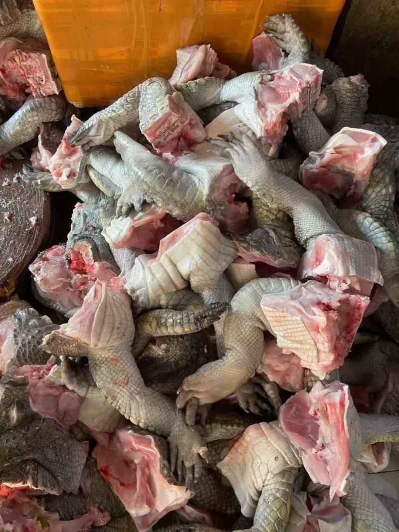 鳄鱼鲜活冷冻自产自销物流包邮全国供应欢迎进店