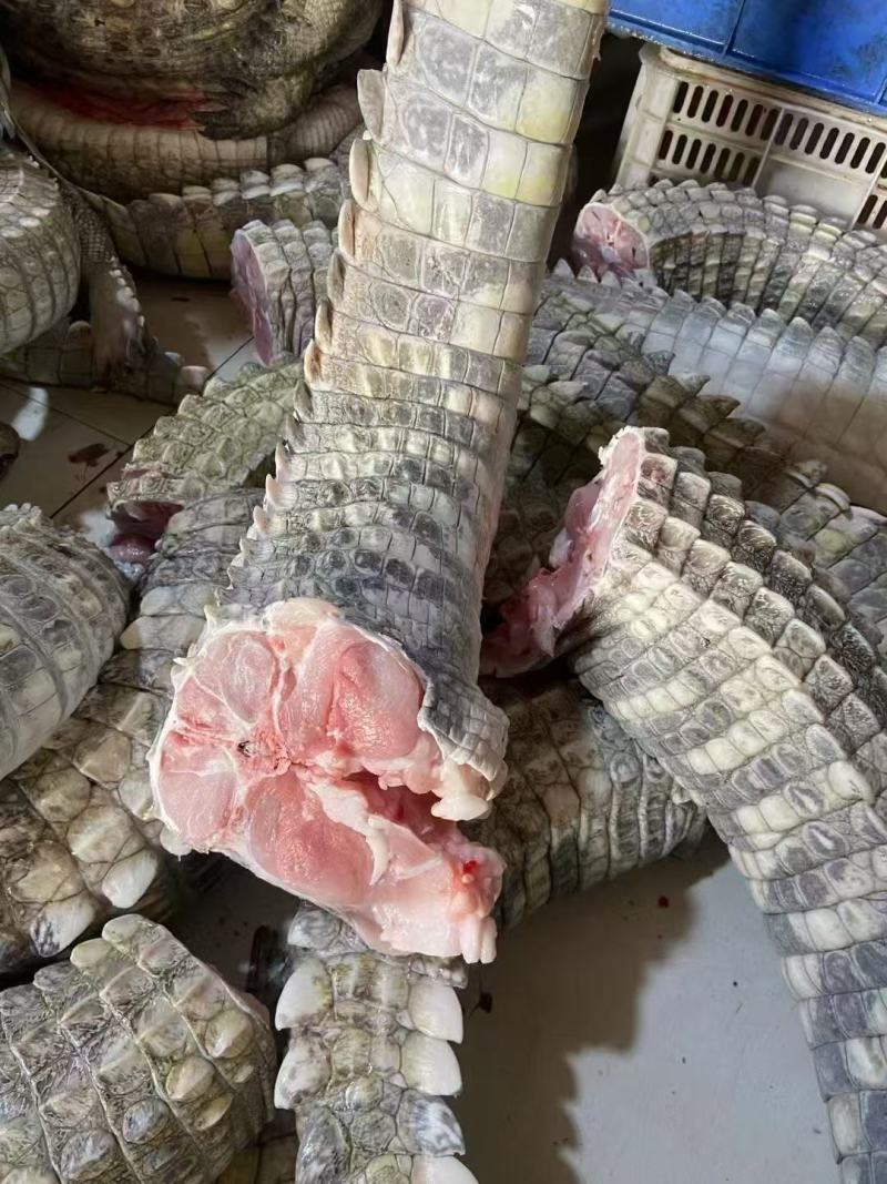 鳄鱼鲜活冷冻自产自销物流包邮全国供应欢迎进店
