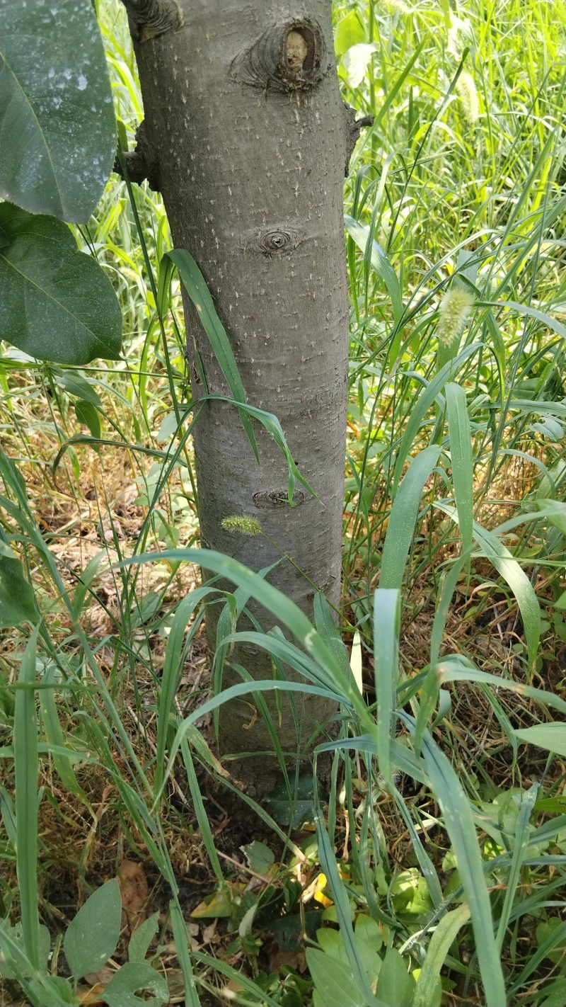 翠冠梨黄皮梨