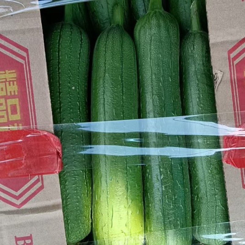 【精品丝瓜】口感脆甜爽口新鲜美味品质保证量大从优惠