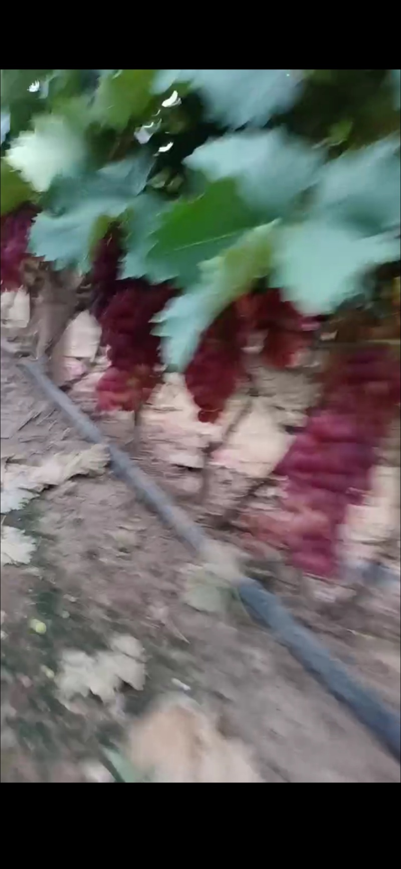 巨峰品种葡萄精品葡萄河南平顶山万亩葡萄产业园