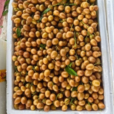 灵山黄皮大量上市