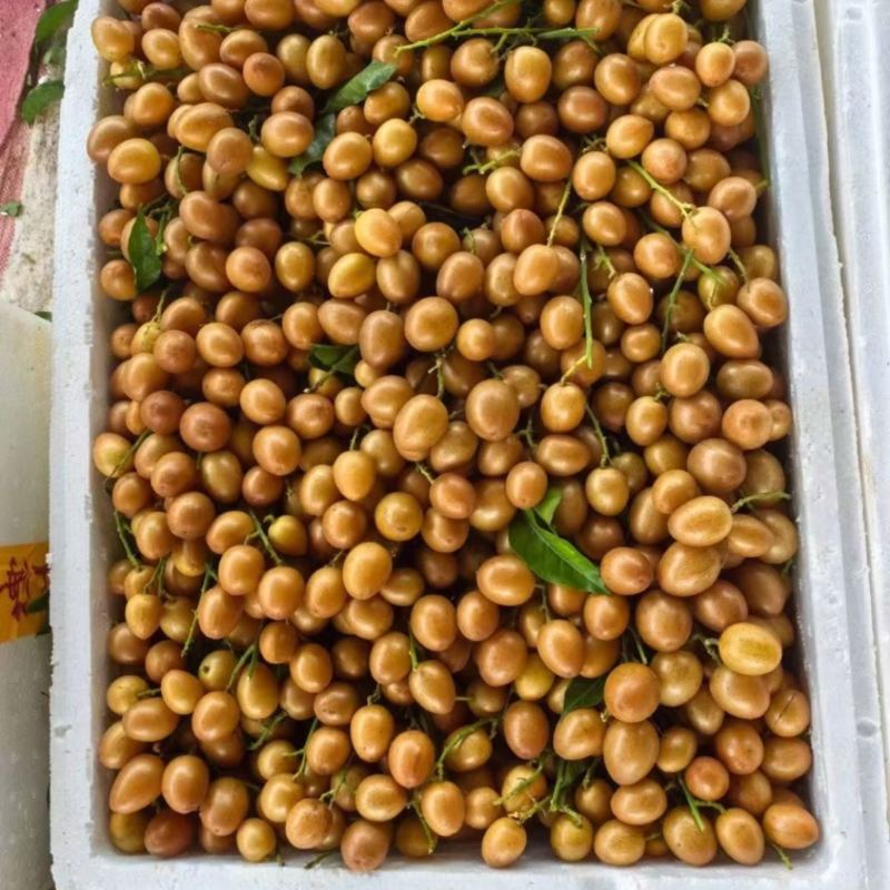灵山黄皮大量上市