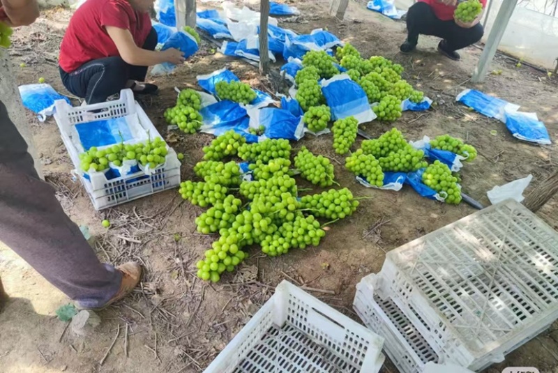 阳光玫瑰葡萄果肉丰盈个大饱满爆汁脆嫩
