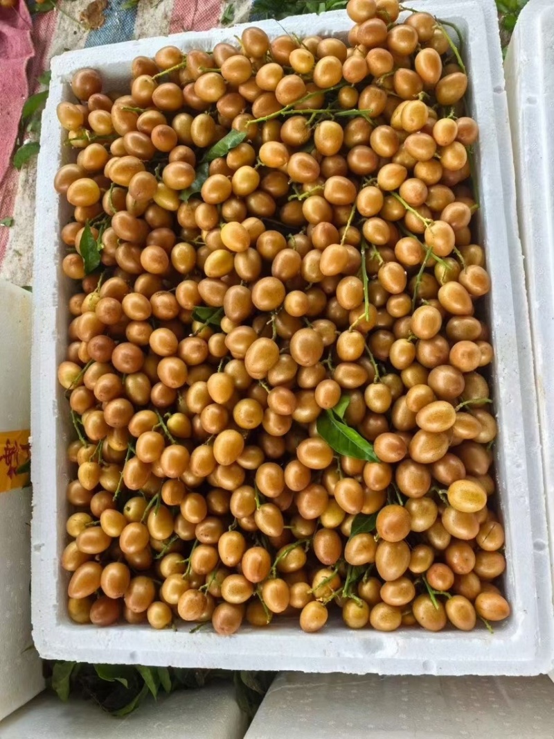 灵山黄皮大量上市