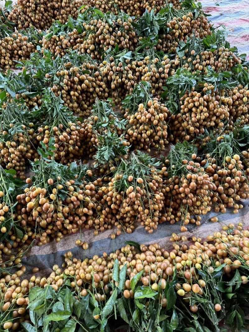 灵山黄皮大量上市
