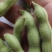精品毛豆大量上市，翠绿宝，绿宝石系列