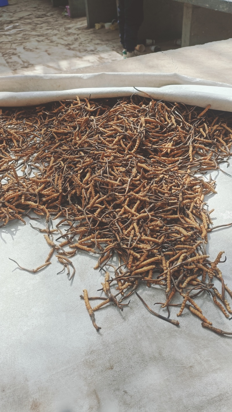 欢迎联系虫草营养丰富量大从优品质保证