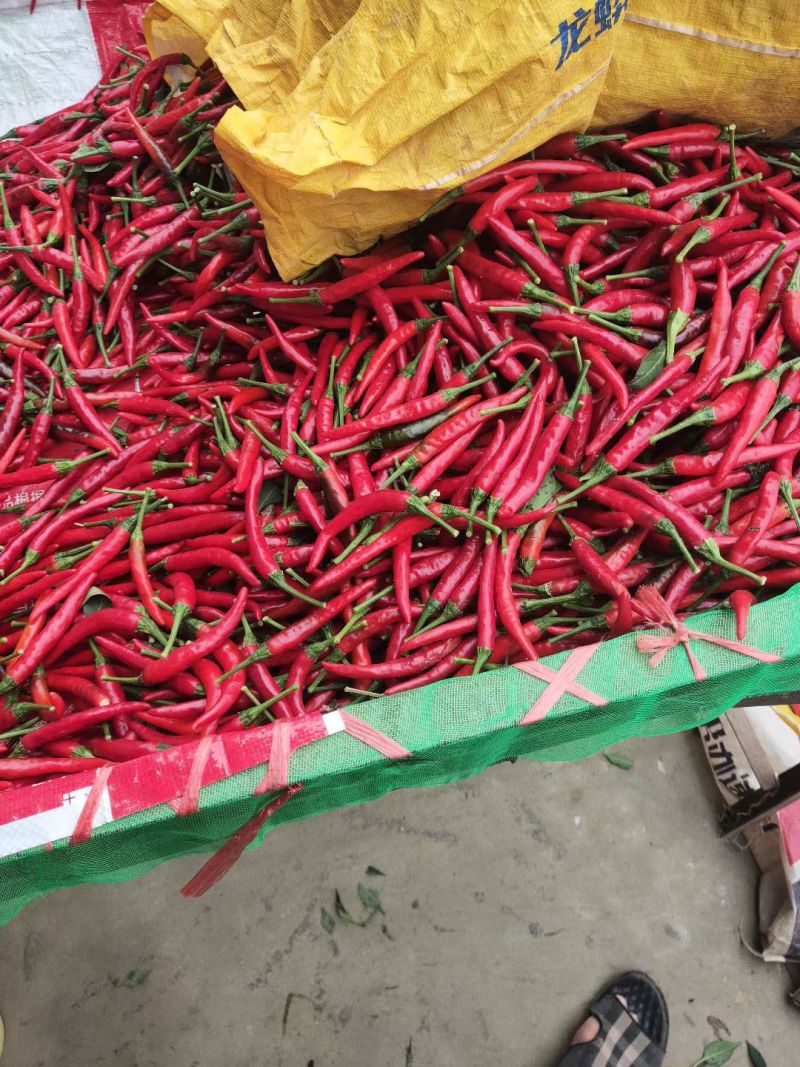 山东精品小米椒大量上市中，高辣鲜辣椒一手货源，视频看货