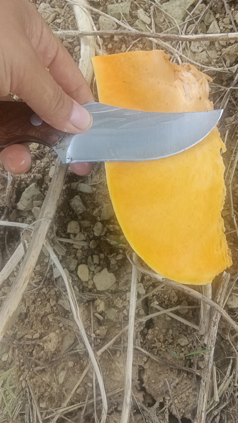 蜜本南瓜基地直发大量供应