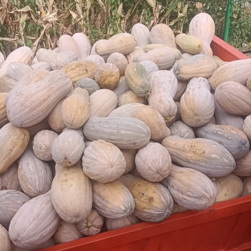 蜜本南瓜基地直发大量供应